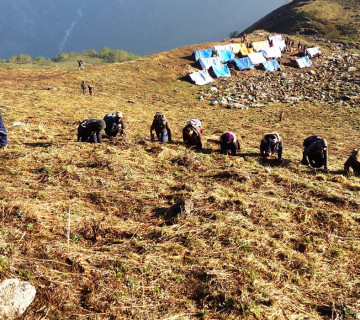 कोरोना महामारीमा घरमा ताला लाएर यार्सा टिप्न लेकतिर